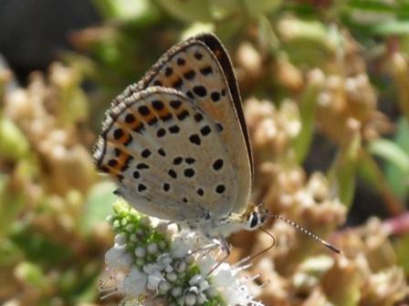 Lycaena sp. - Lycaena tityrus